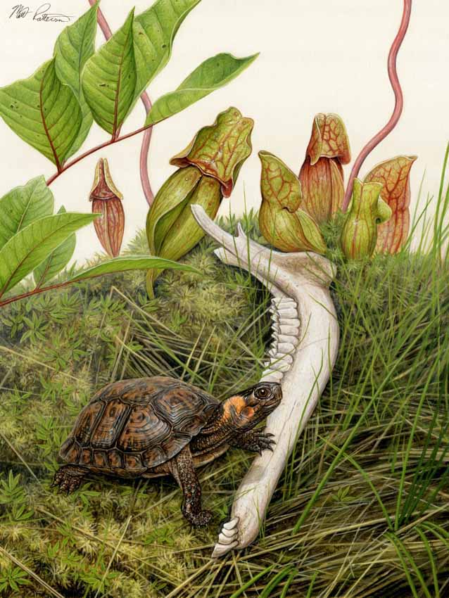 MP – Reptiles and Amphibians – Bog Turtle © Matt Patterson