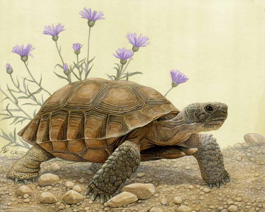 MP – Reptiles and Amphibians – Desert Tortoise © Matt Patterson