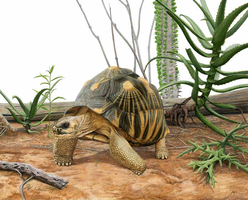 MP – Reptiles and Amphibians – Radiated Tortoise © Matt Patterson