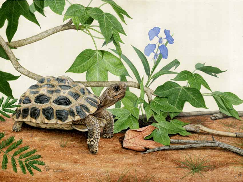 MP – Reptiles and Amphibians – Spider Tortoise © Matt Patterson