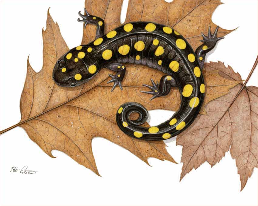 MP – Reptiles and Amphibians – Spotted Salamander © Matt Patterson