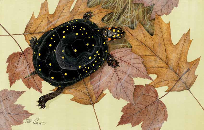 MP – Reptiles and Amphibians – Spotted Turtle © Matt Patterson