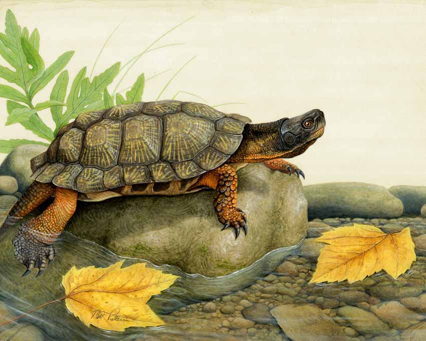 MP – Reptiles and Amphibians – Wood Turtle © Matt Patterson