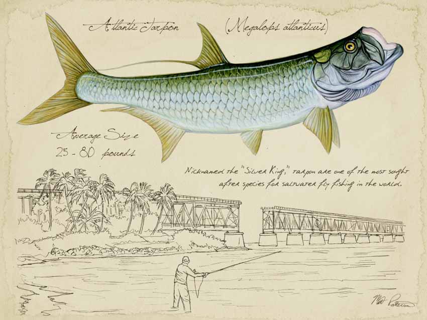 MP – Saltwater Fish – Tarpon Sketch © Matt Patterson