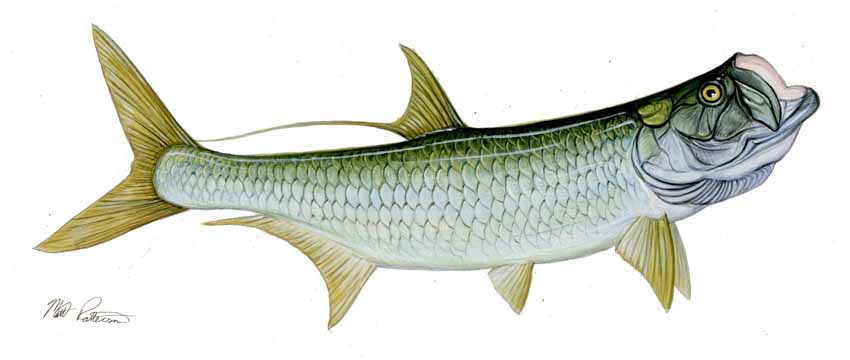 MP – Saltwater Fish – Tarpon © Matt Patterson