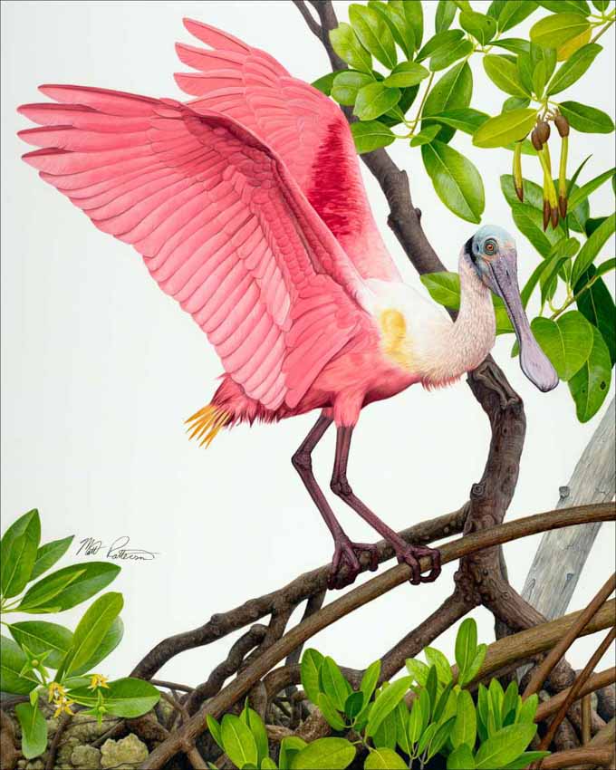 MP – Shore Birds – Spoonbill © Matt Patterson