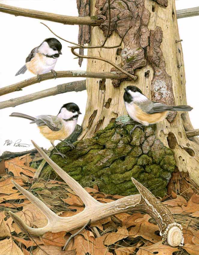 MP – Songbirds – Black-capped Chickadees © Matt Patterson