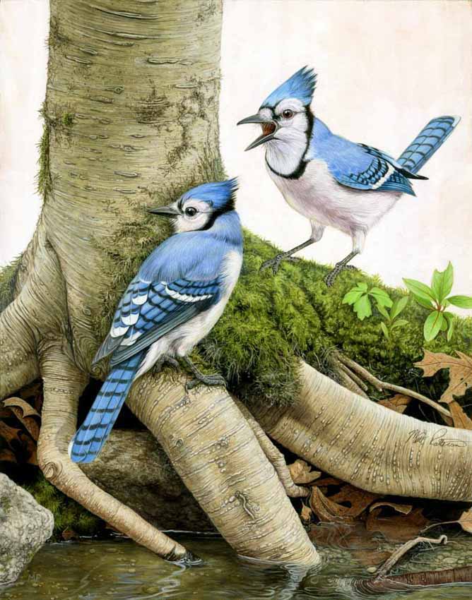 MP – Songbirds – Blue Jays © Matt Patterson