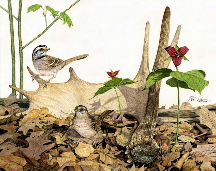 MP – Songbirds – White-throated Sparrows © Matt Patterson