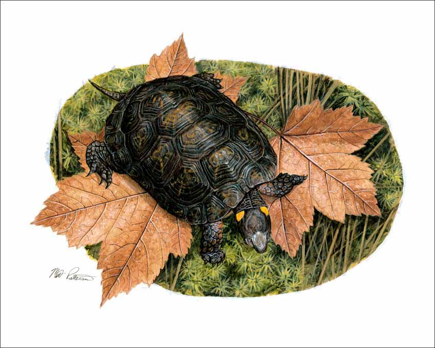 MP – The Book of Turtles – Bog Turtle © Matt Patterson © Matt Patterson