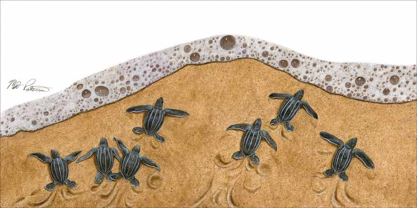 MP – The Book of Turtles – Leatherback Hatchlings © Matt Patterson © Matt Patterson
