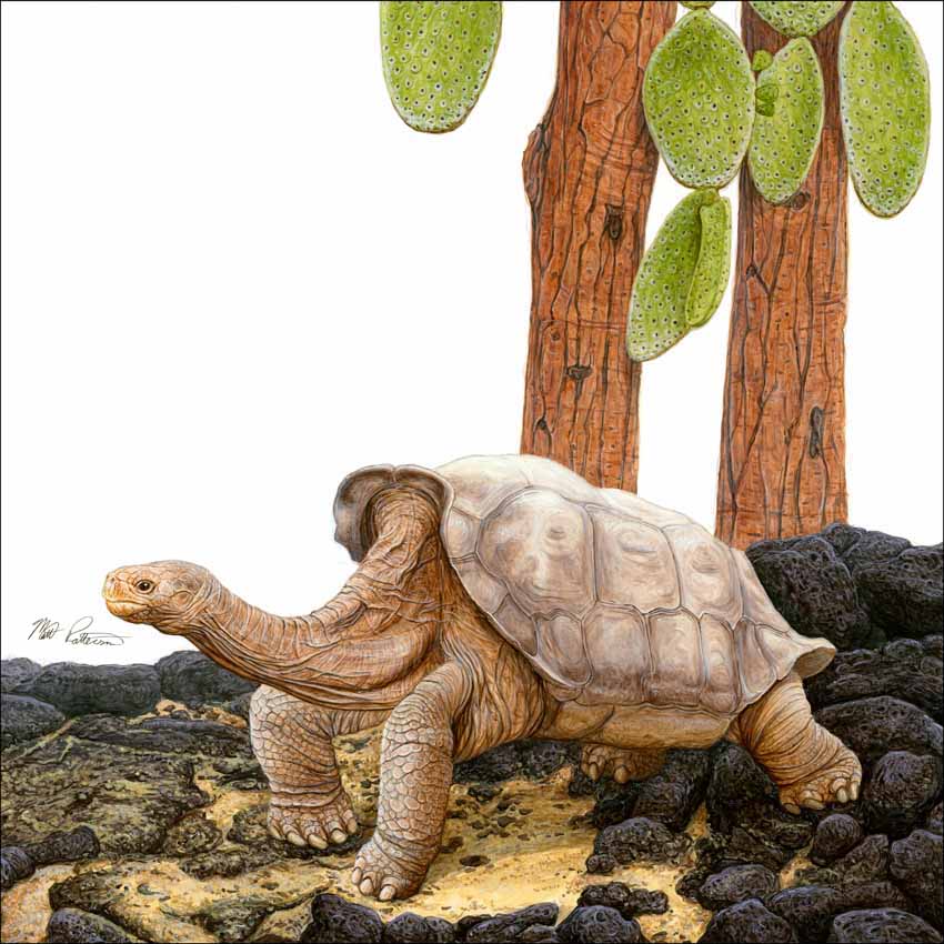 MP – The Book of Turtles – Lonesome George © Matt Patterson © Matt Patterson