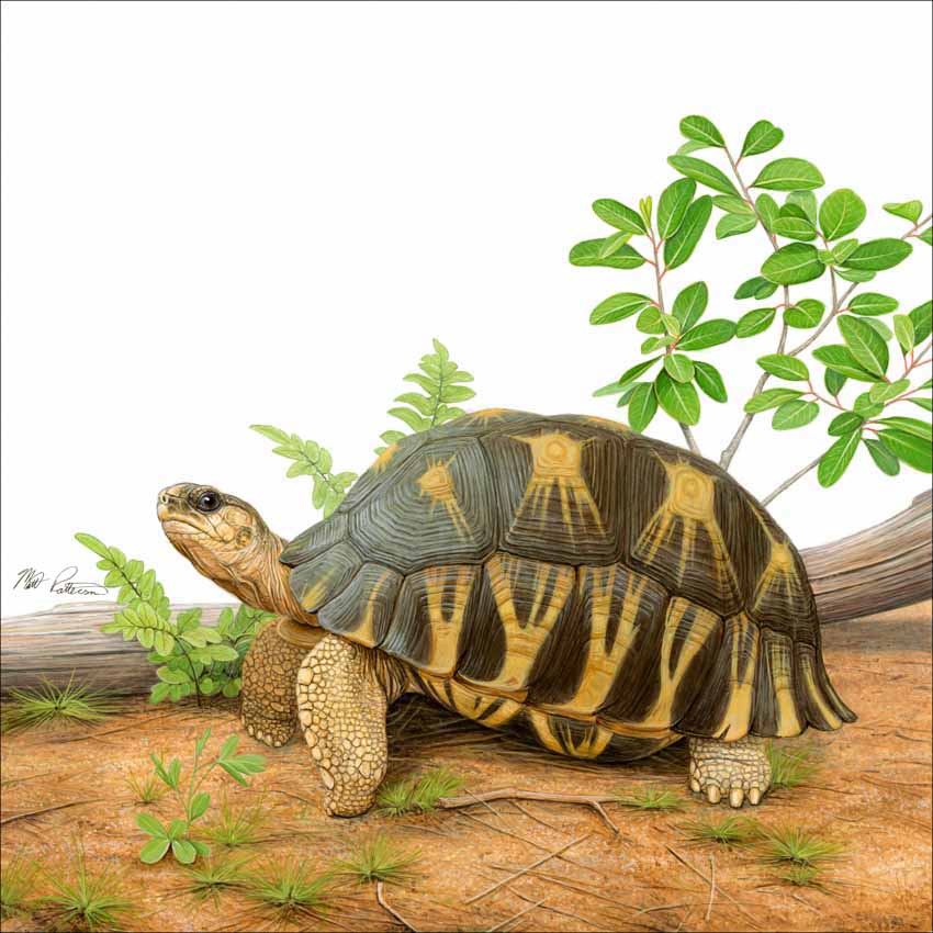 MP – The Book of Turtles – Radiated Tortoise © Matt Patterson © Matt Patterson