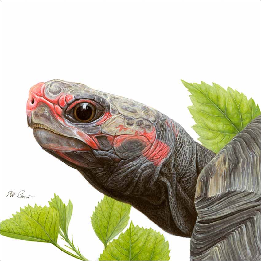 MP – The Book of Turtles – Red Foot © Matt Patterson © Matt Patterson