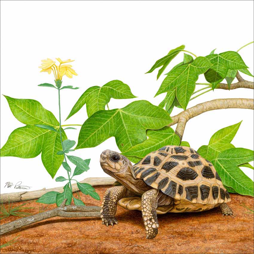 MP – The Book of Turtles – Spider © Matt Patterson © Matt Patterson