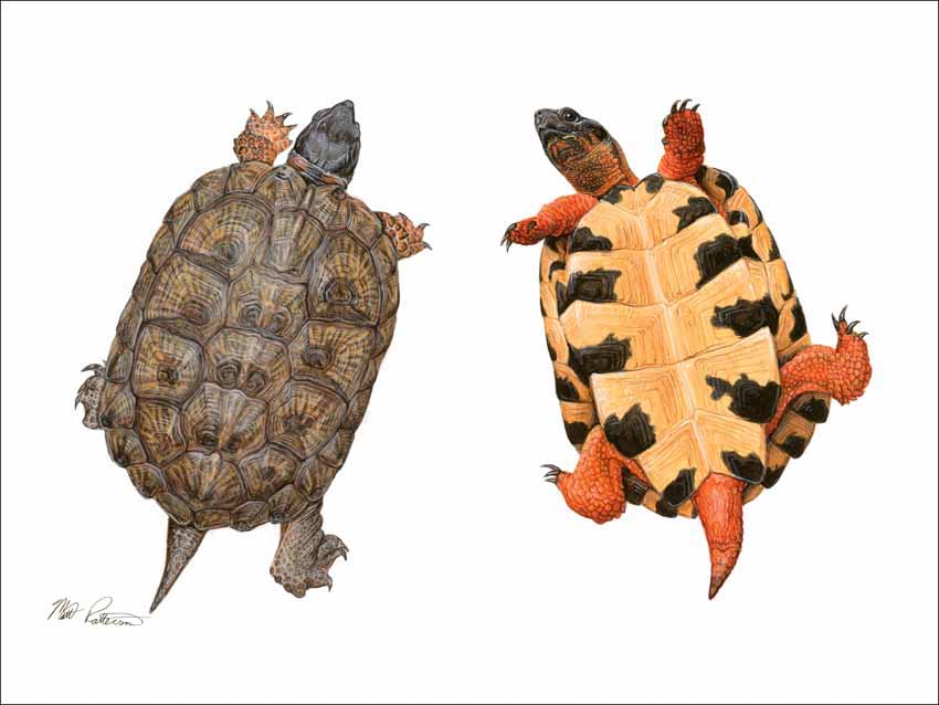 MP – The Book of Turtles – Wood Turtle © Matt Patterson © Matt Patterson