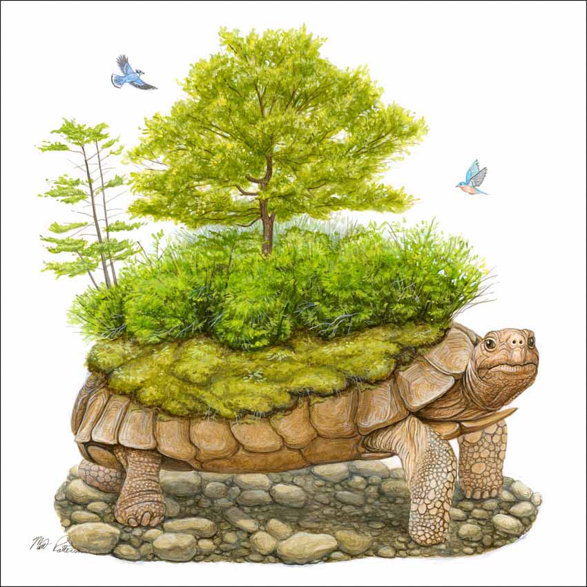 MP – The Book of Turtles – World Turtle © Matt Patterson © Matt Patterson