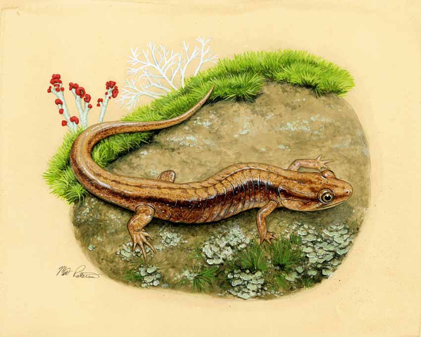 MP – The Snake and the Salamander – Allegheny Mountain Dusky Salamander © Matt Patterson