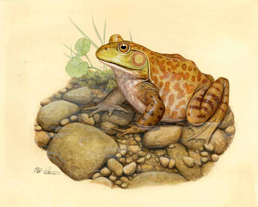 MP – The Snake and the Salamander – American Bullfrog © Matt Patterson