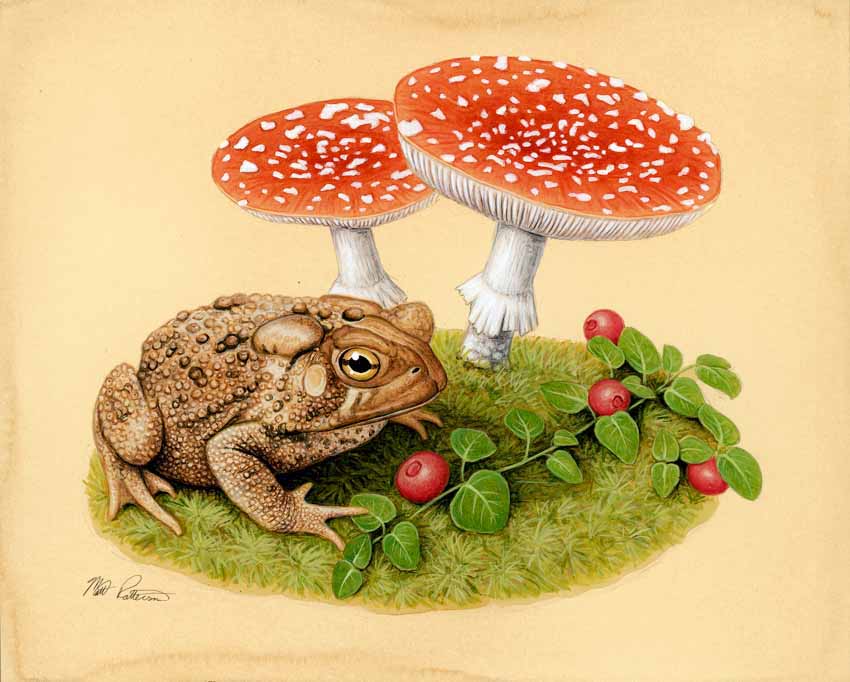 MP – The Snake and the Salamander – American Toad © Matt Patterson