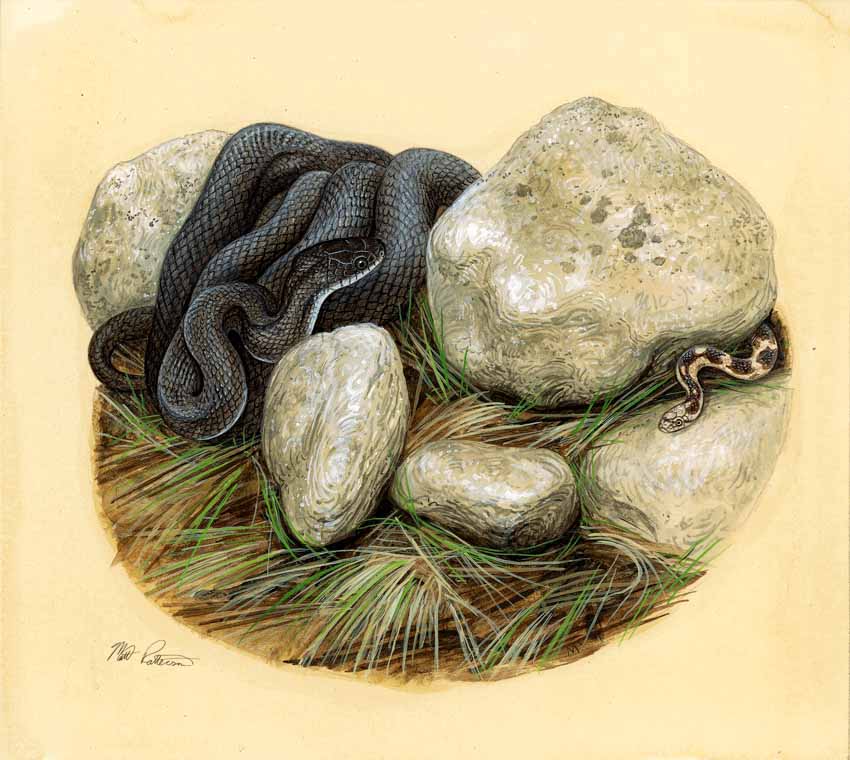 MP – The Snake and the Salamander – Black Rat Snake © Matt Patterson