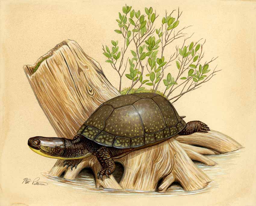 MP – The Snake and the Salamander – Blanding’s Turtle © Matt Patterson