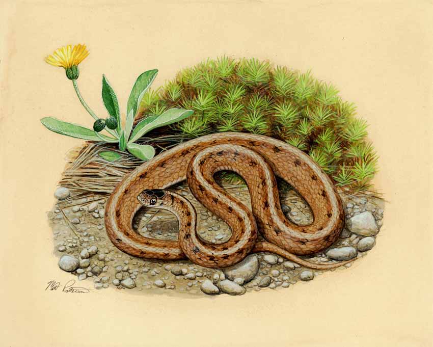 MP – The Snake and the Salamander – Brown Snake © Matt Patterson