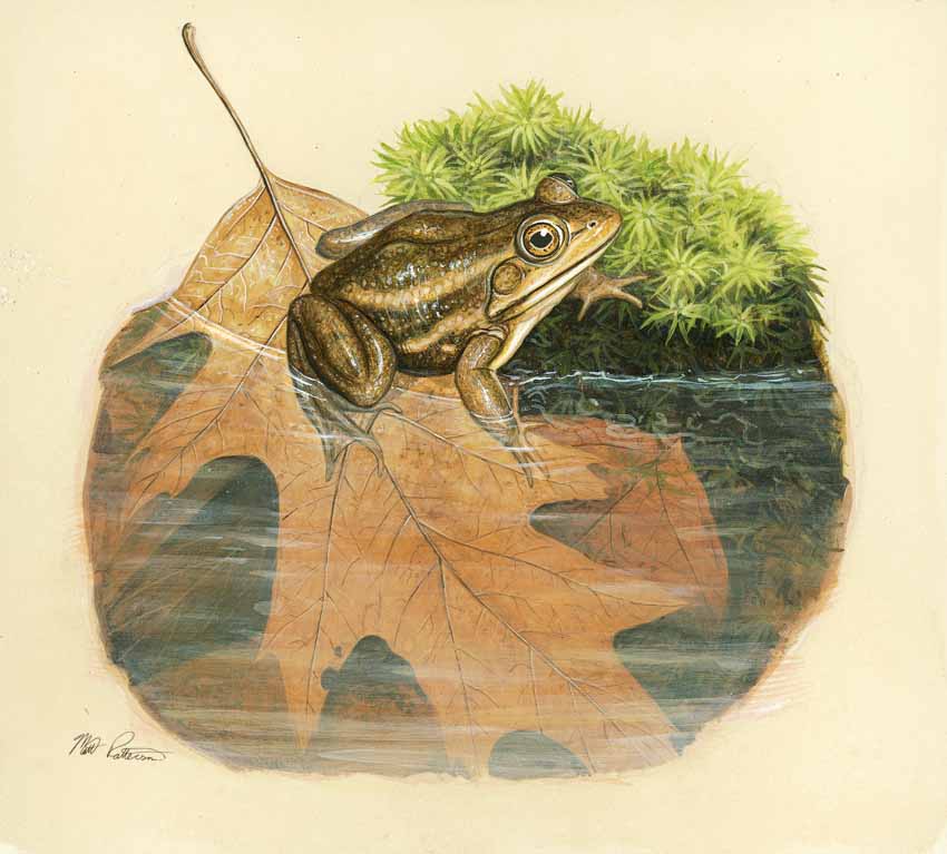 MP – The Snake and the Salamander – Carpenters Frog © Matt Patterson