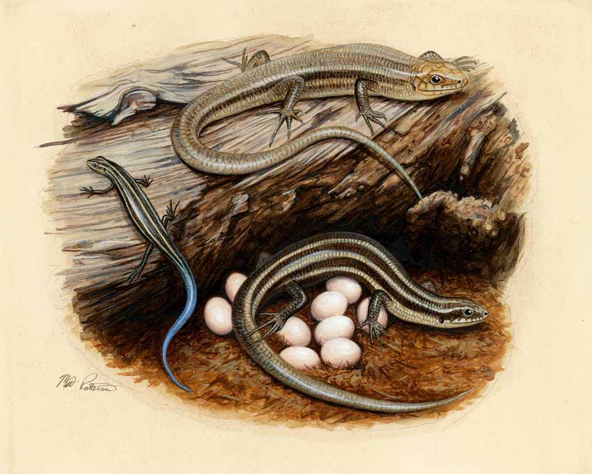 MP – The Snake and the Salamander – Common Five Lined Skink © Matt Patterson