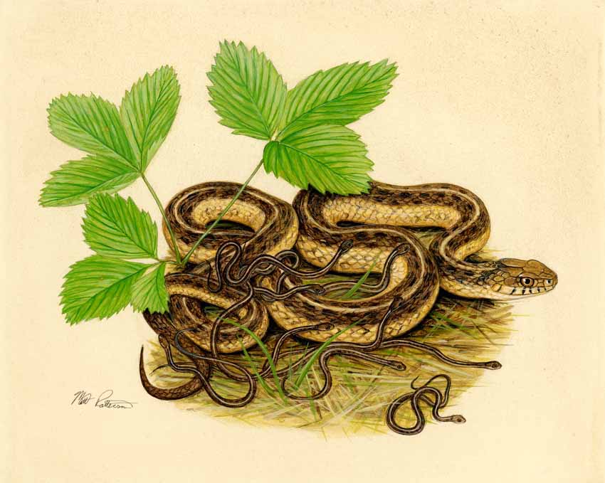 MP – The Snake and the Salamander – Common Garter Snake © Matt Patterson