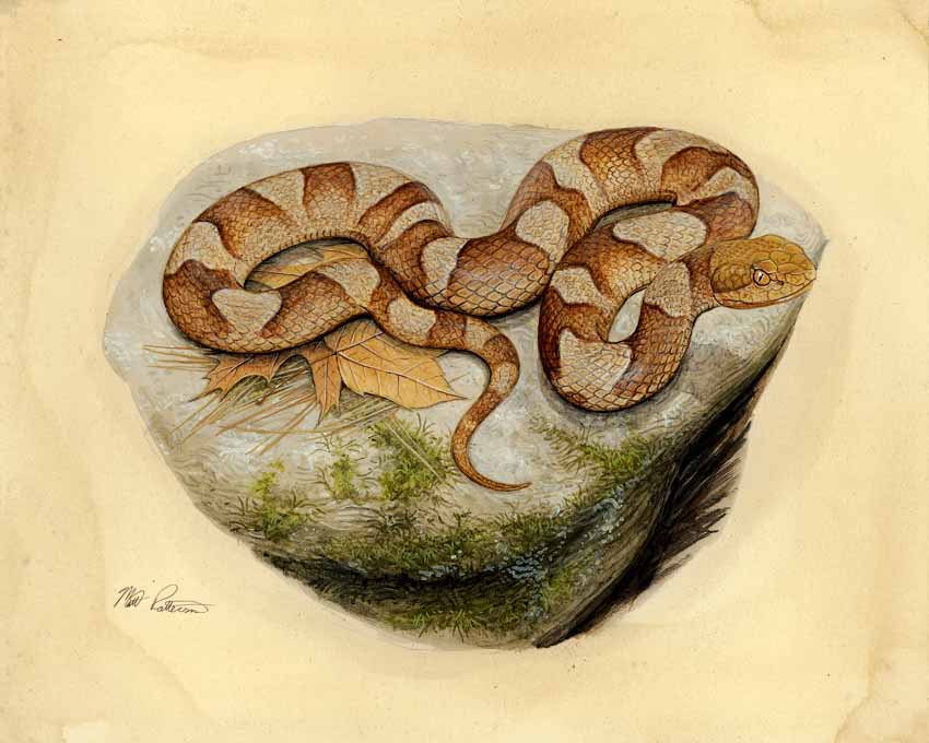 MP – The Snake and the Salamander – Copperhead © Matt Patterson
