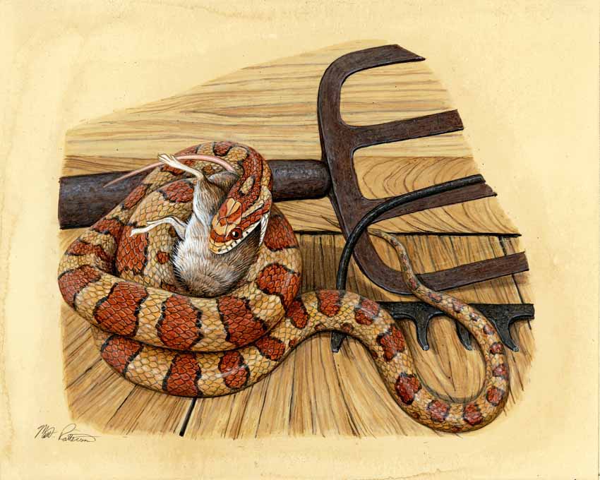 MP – The Snake and the Salamander – Corn Snake © Matt Patterson