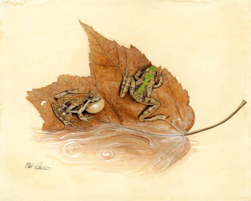 MP – The Snake and the Salamander – Cricket Frog © Matt Patterson