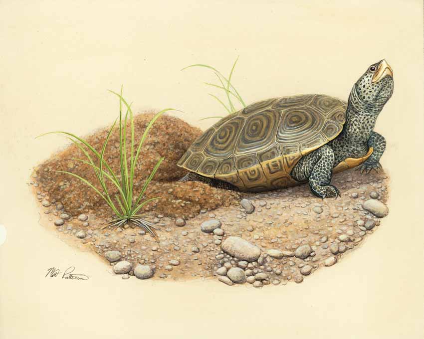 MP – The Snake and the Salamander – Diamondback Terrapin © Matt Patterson