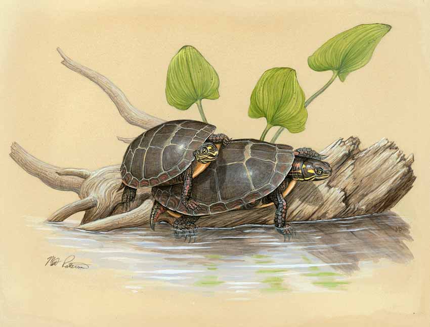 MP – The Snake and the Salamander – Easern Painted Turtle © Matt Patterson