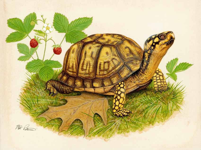 MP – The Snake and the Salamander – Eastern Box Turtle © Matt Patterson