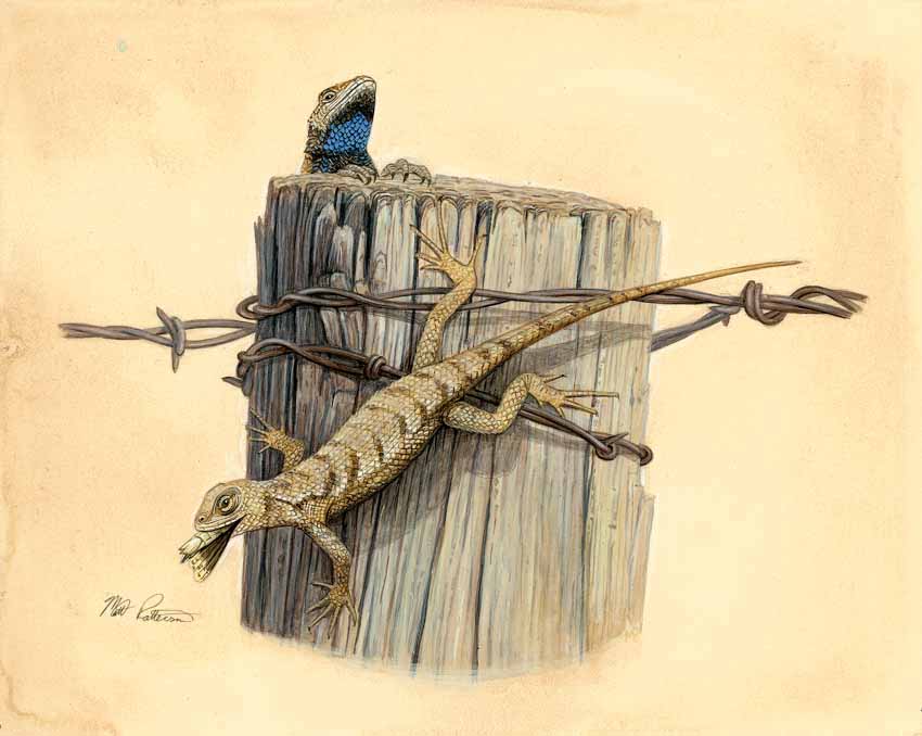 MP – The Snake and the Salamander – Eastern Fence Lizard © Matt Patterson