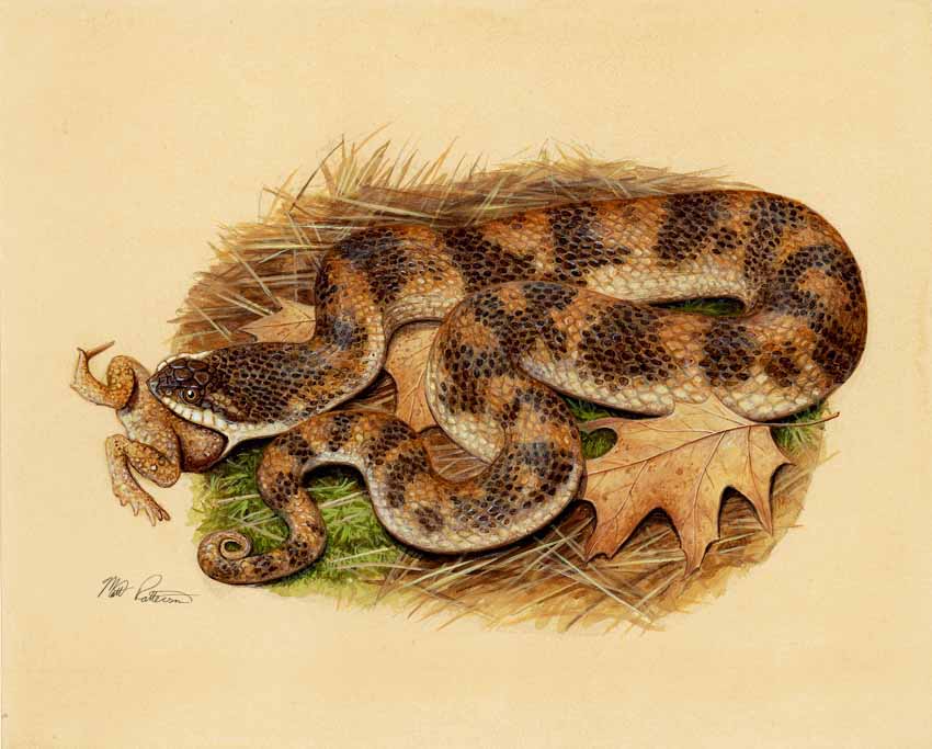 MP – The Snake and the Salamander – Eastern Hognose Snake © Matt Patterson