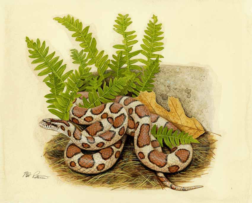 MP – The Snake and the Salamander – Eastern Milk Snake © Matt Patterson