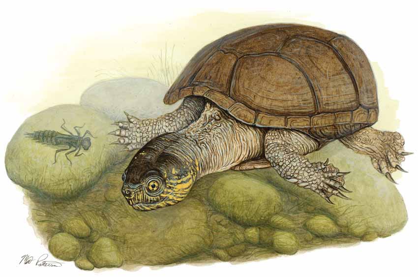 MP – The Snake and the Salamander – Eastern Mud Turtle © Matt Patterson