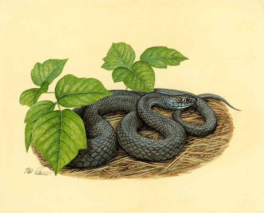 MP – The Snake and the Salamander – Eastern Racer © Matt Patterson