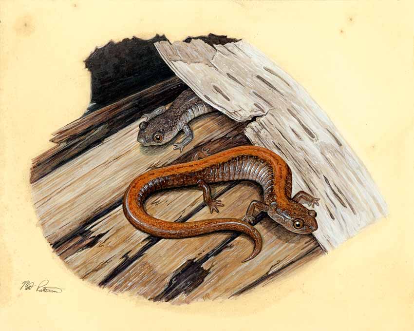 MP – The Snake and the Salamander – Eastern Red-backed Salamander © Matt Patterson
