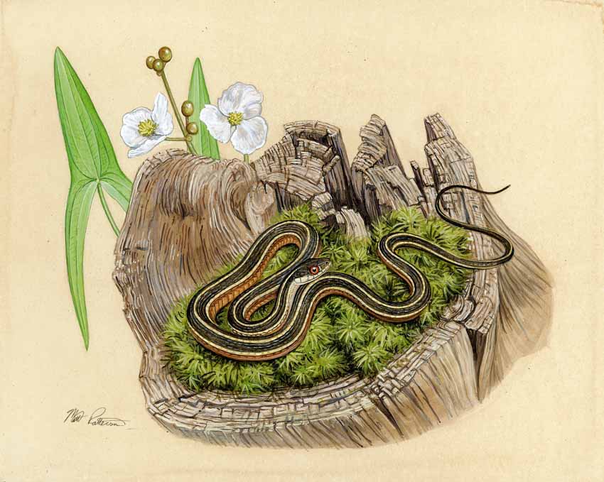 MP – The Snake and the Salamander – Eastern Ribbon Snake © Matt Patterson