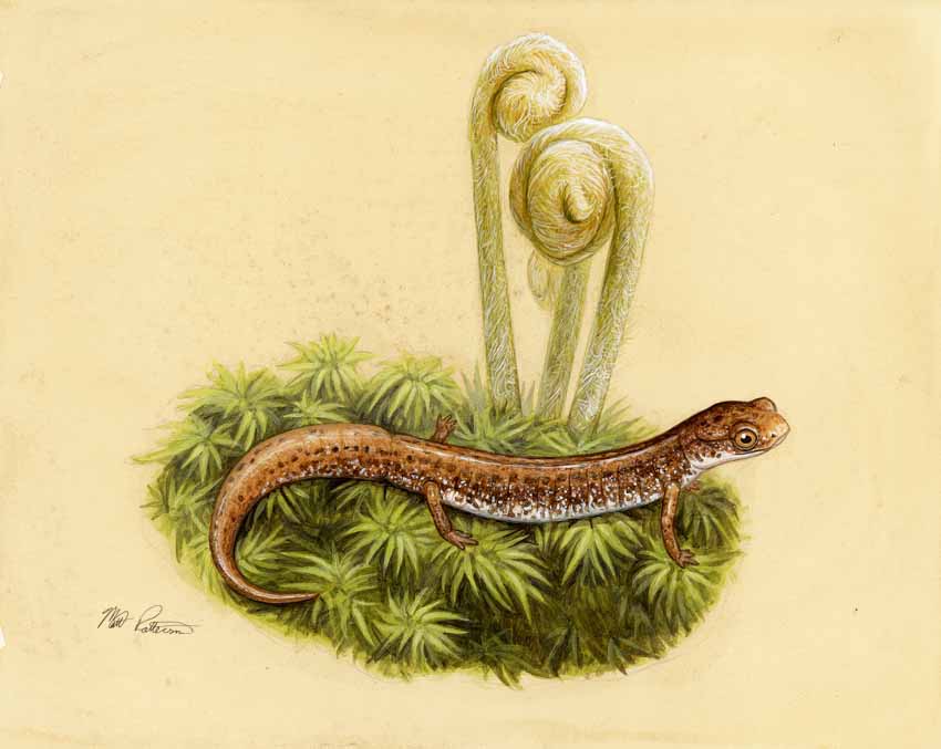 MP – The Snake and the Salamander – Four-toed Salamander © Matt Patterson