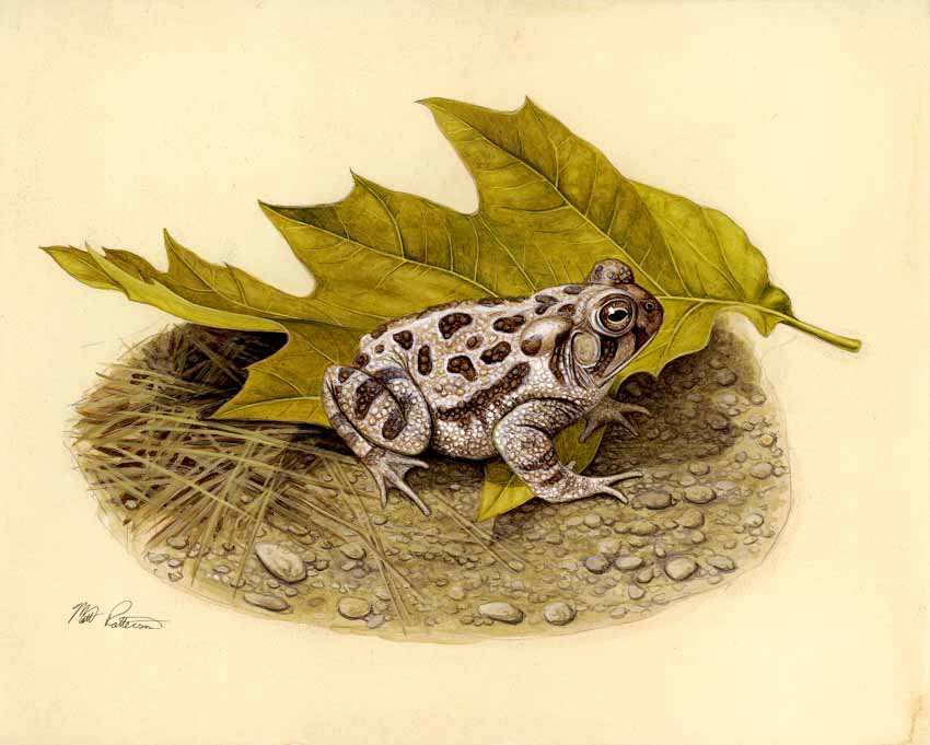 MP – The Snake and the Salamander – Fowlers Toad © Matt Patterson
