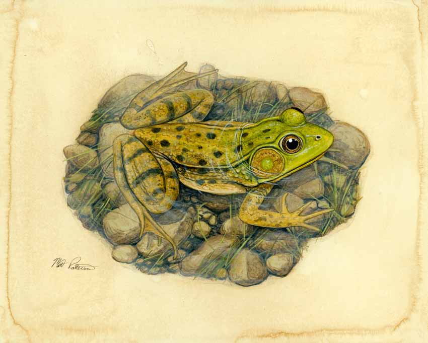 MP – The Snake and the Salamander – Green Frog © Matt Patterson