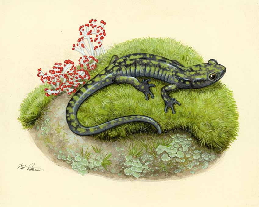 MP – The Snake and the Salamander – Green Salamander © Matt Patterson