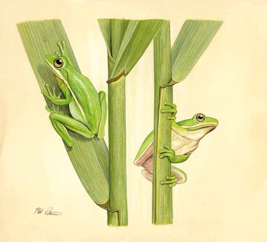 MP – The Snake and the Salamander – Green Treefrog © Matt Patterson