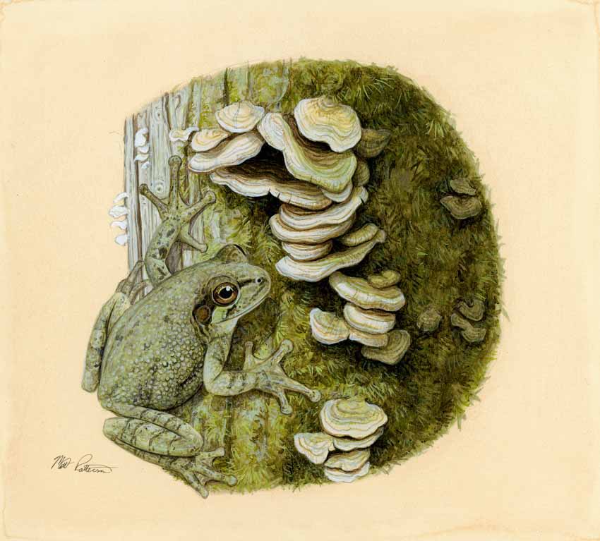 MP – The Snake and the Salamander – Grey Treefrog © Matt Patterson