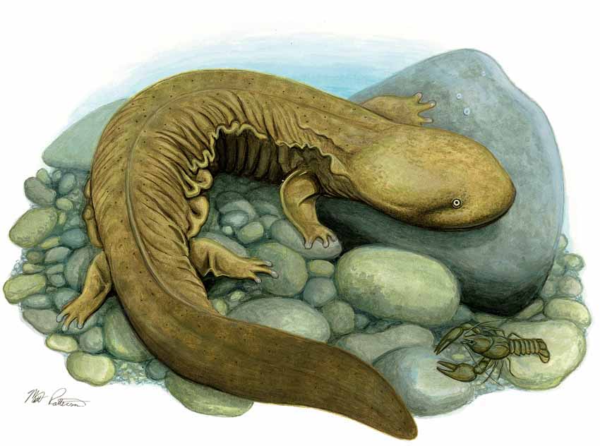 MP – The Snake and the Salamander – Hellbender © Matt Patterson